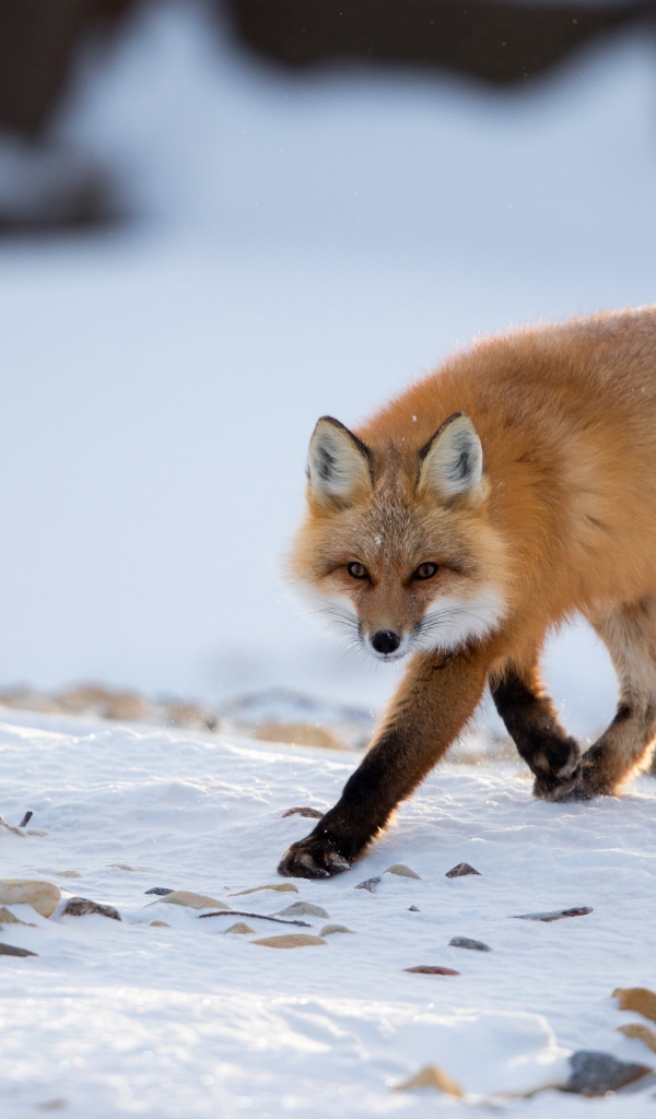 Big red fox walks in the snow in winter