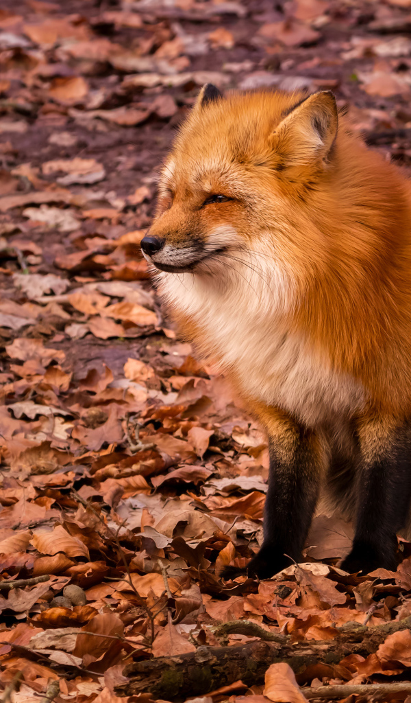 Довольная лиса сидит на сухой опавшей листве