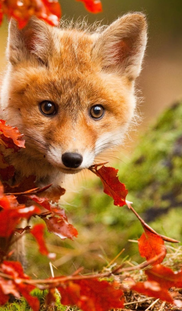 Маленький лисенок прячется в оранжевых листьях  осенью