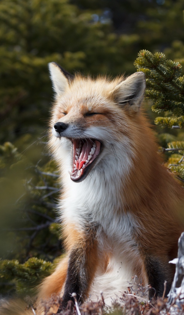 Рыжая лиса зевает в лесу у ели