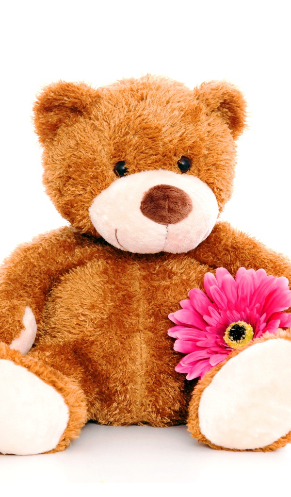 Плюшевый медведь с розовым цветком герберы на белом фоне