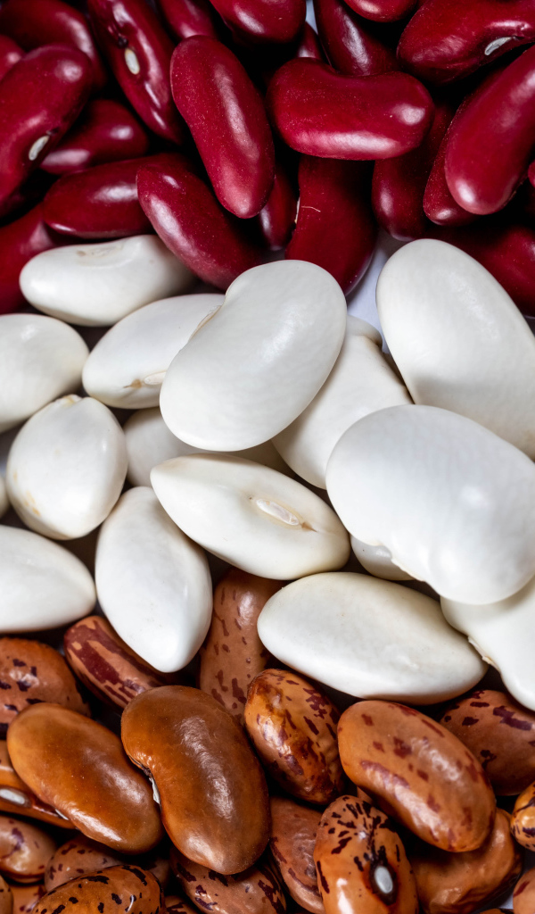 Много разноцветной фасоли крупным планом