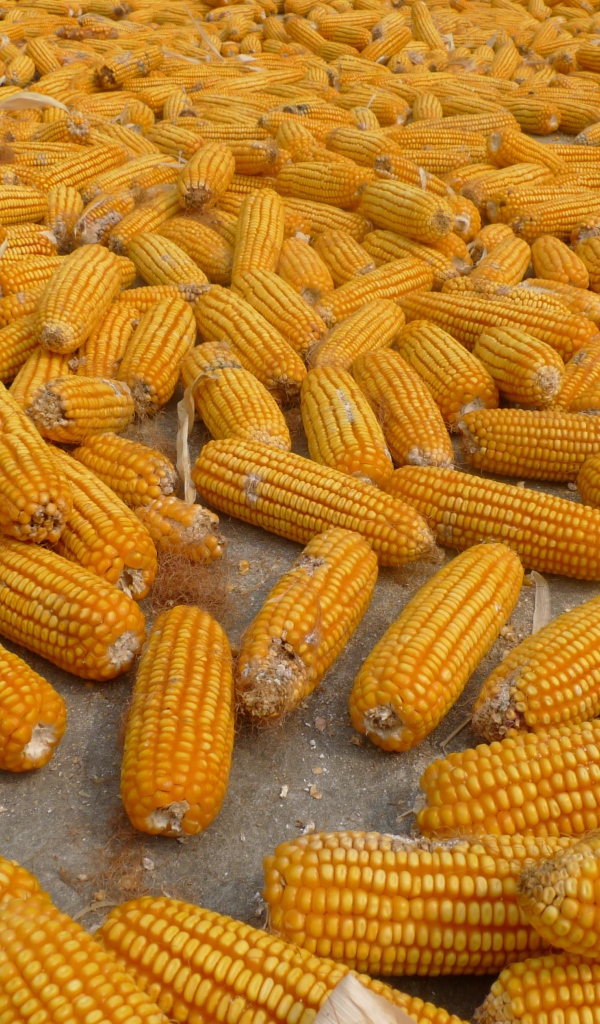 Много початков кукурузы на ферме