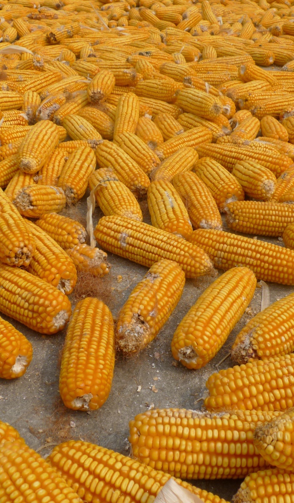 Много початков кукурузы на ферме