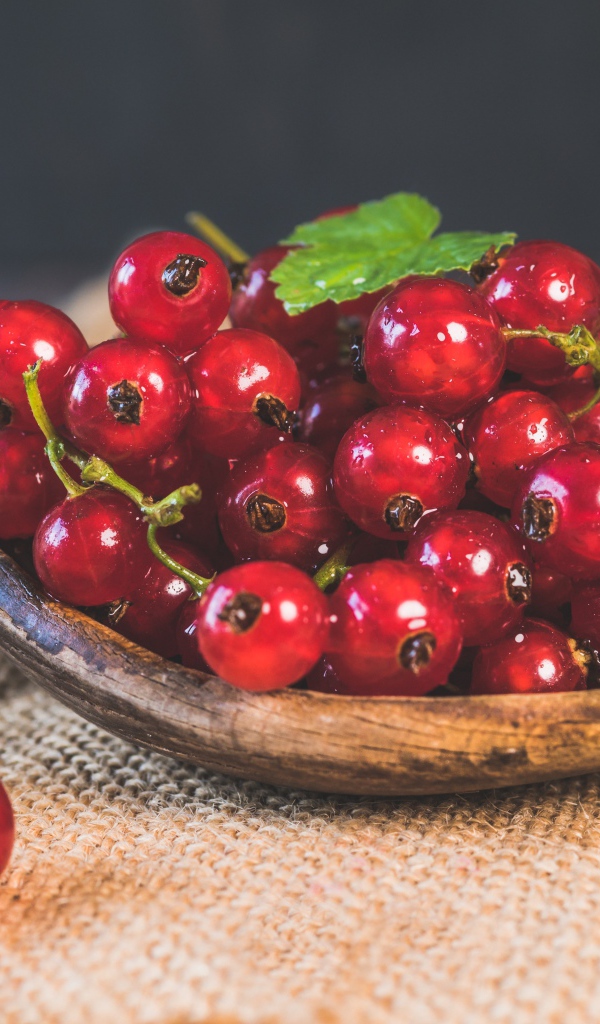 Красивая спелая красная смородина 