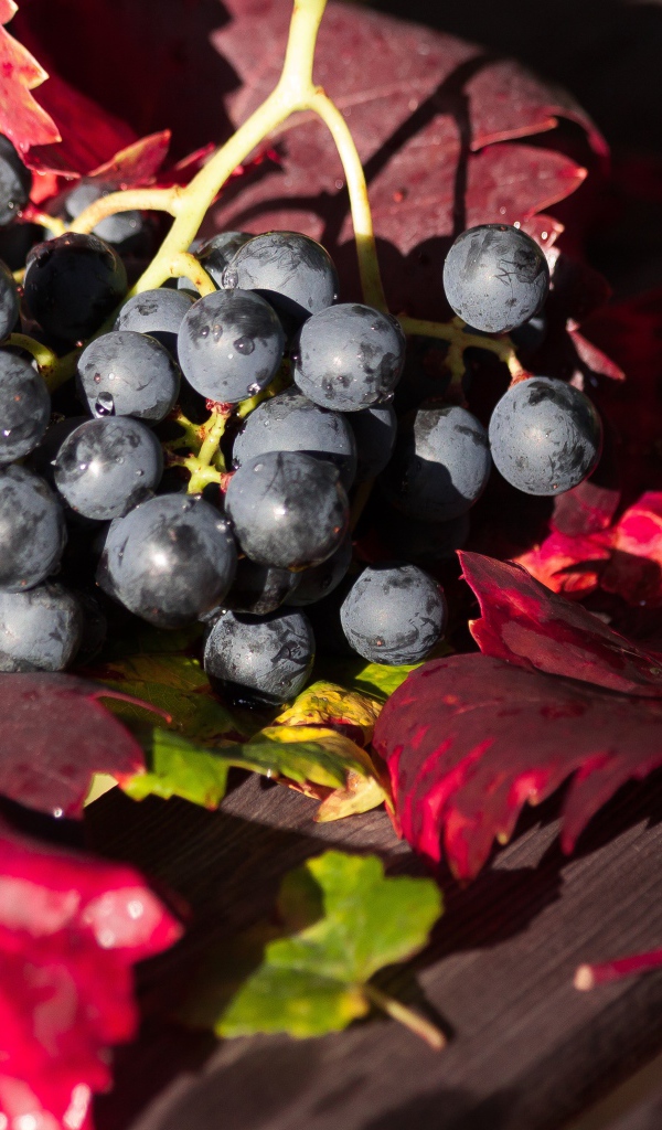Синий виноград сидит на столе с красными листьями