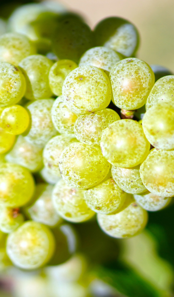 Гроздь круглого белого винограда крупным планом