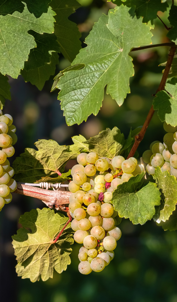 Гроздья красивого белого винограда на лозе