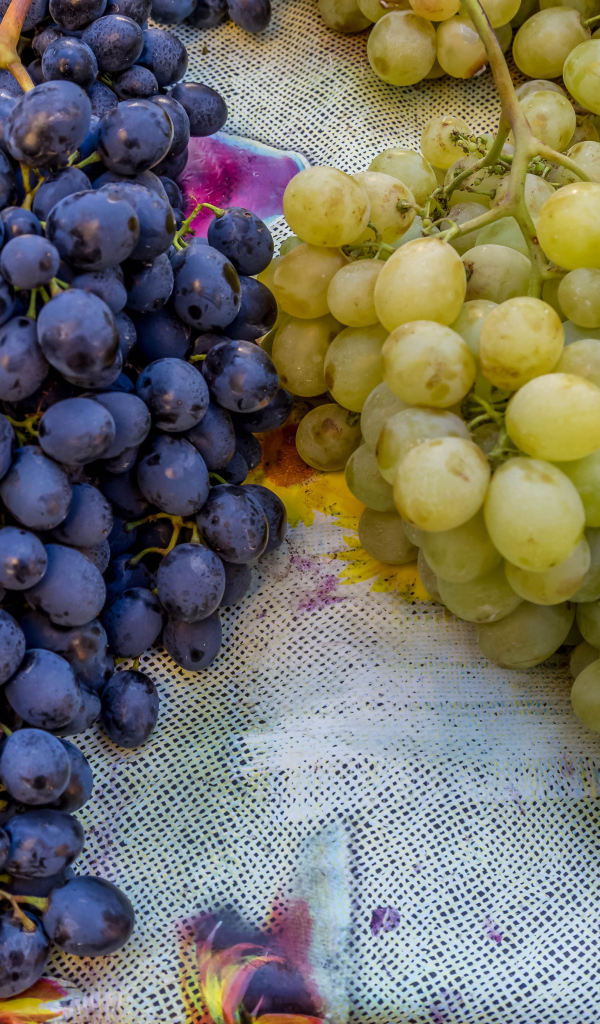 Большие гроздья синего и белого винограда на столе