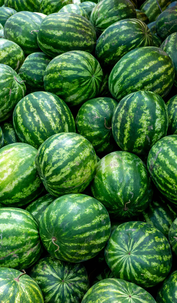 Много полосатых зеленых арбузов