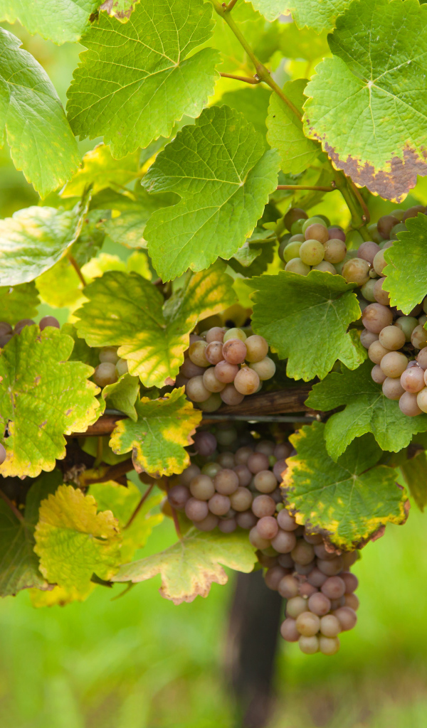 Розовый виноград в зеленых листьях на лозе