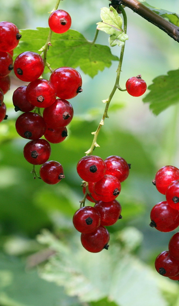 Красная смородина на ветке крупным планом