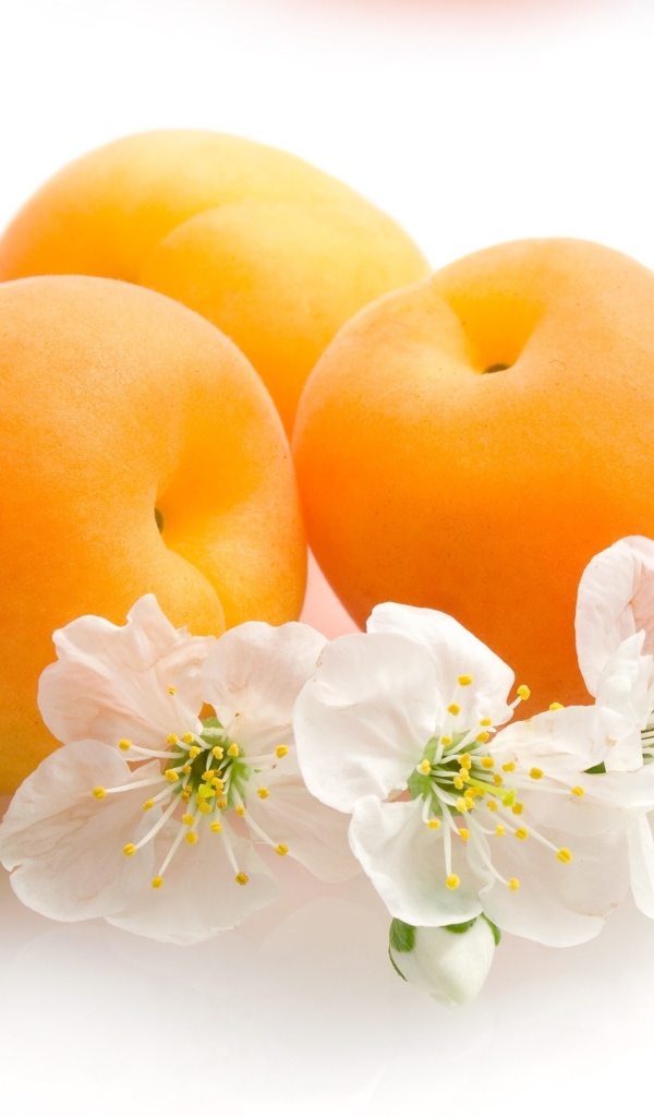 Спелые сочные абрикосы с цветами на белом фоне