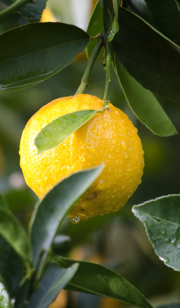 Мокрый мандарин на ветке в зеленых листьях 