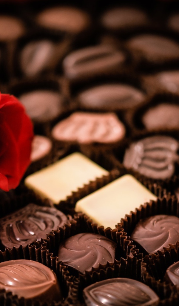 Красная роза лежит на коробке с шоколадными конфетами ассорти 