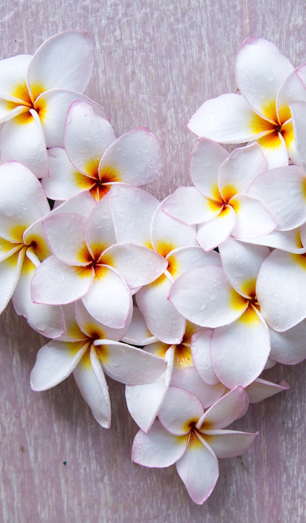 Сердце из белых цветов плюмерии на сером фоне