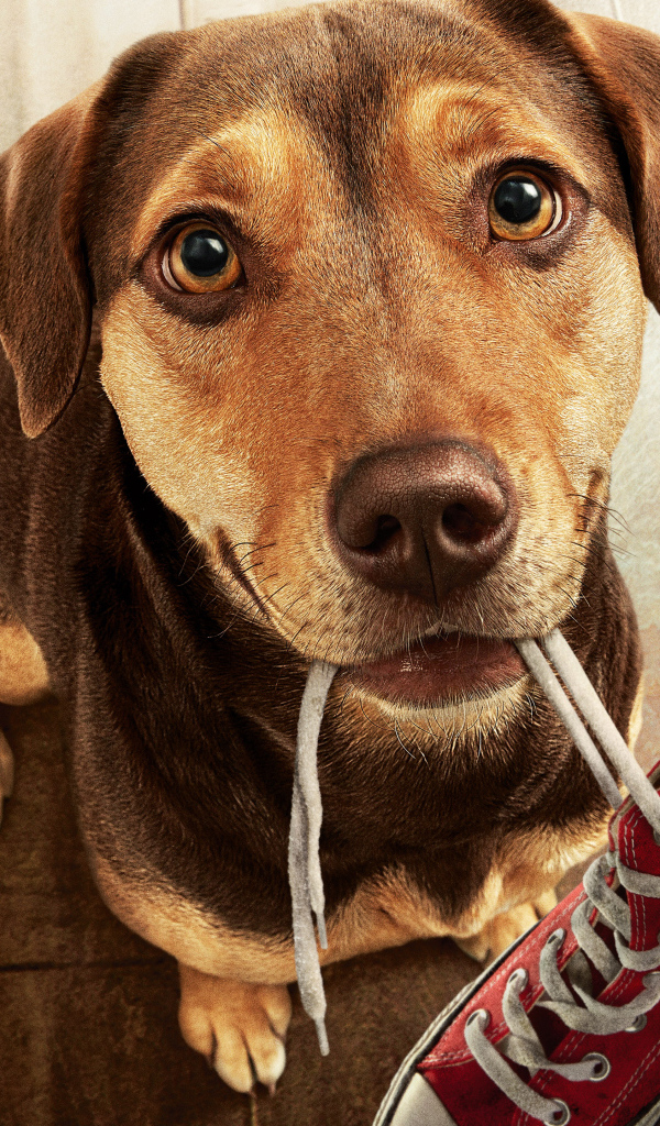 Пес с кроссовком во рту из фильма Путь домой, 2019