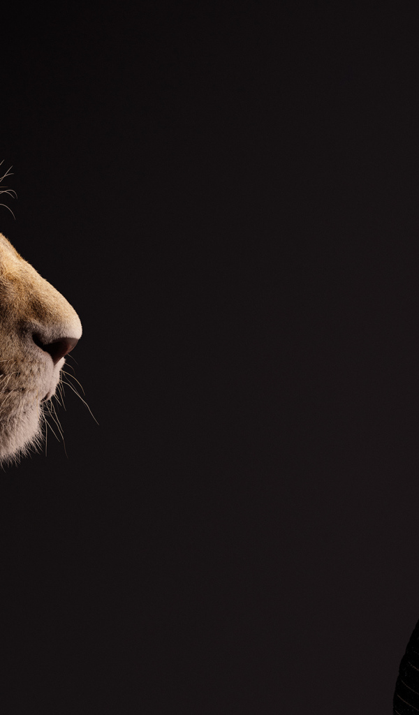 Певица Бейонсе и львица Нала фильм Король лев, 2019