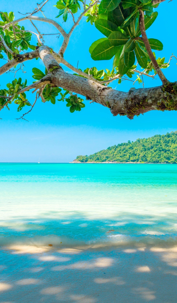 Ветка дерева на тропическом пляже у голубого океана