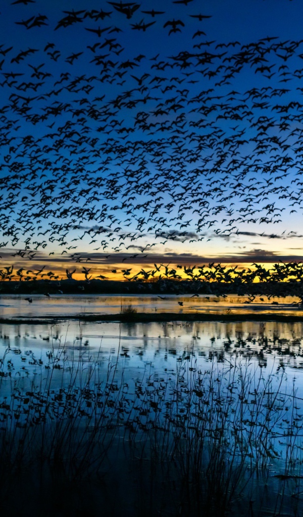 A flock of birds flies over the pond at dusk