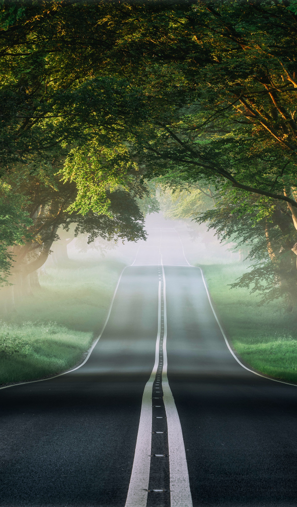 Асфальтированная дорога у зеленых деревьев летом