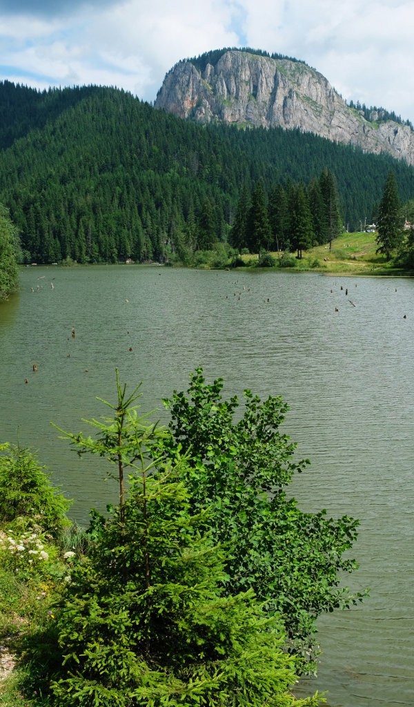 Лавка у горной реки у хвойного леса 