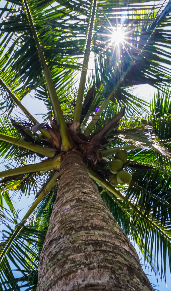 Большая зеленая пальма в лучах солнца