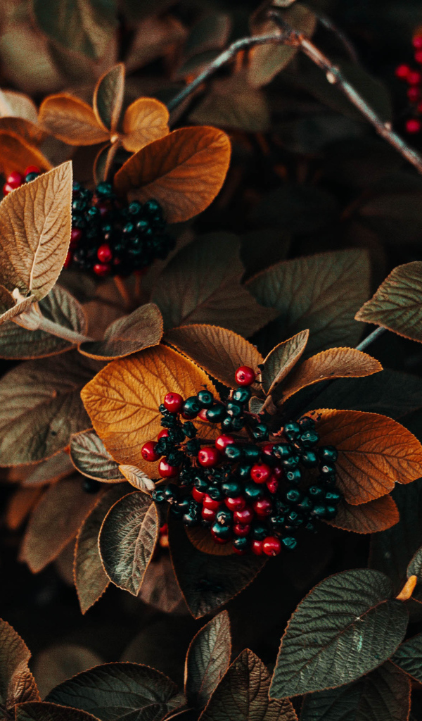 Черные ягоды в листьях крупным планом