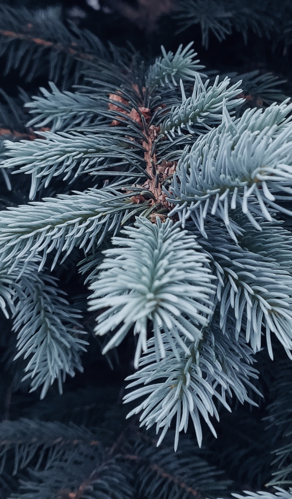 Ветка голубой ели крупным планом