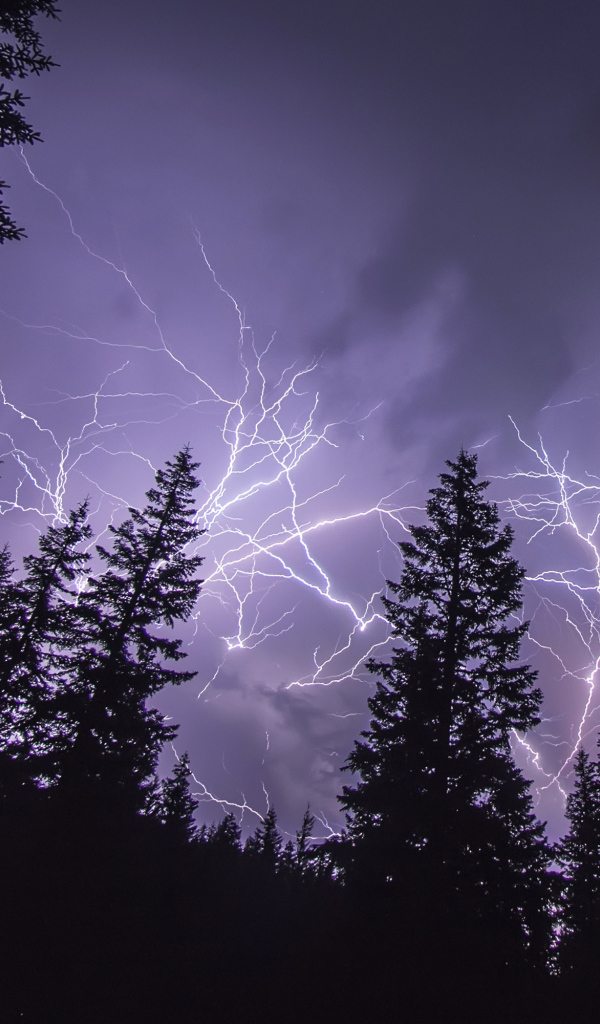 Яркие молнии над сосновым лесом