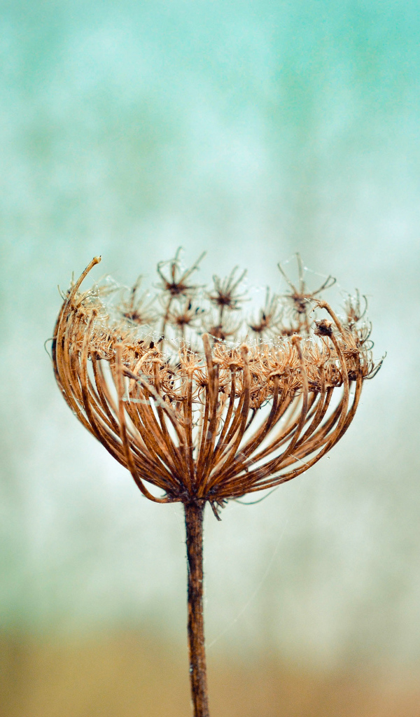 Зонтик высохшего растения крупным планом