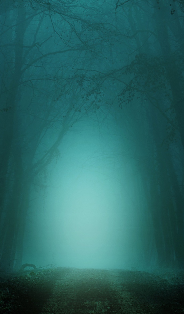 Cold dark foggy forest