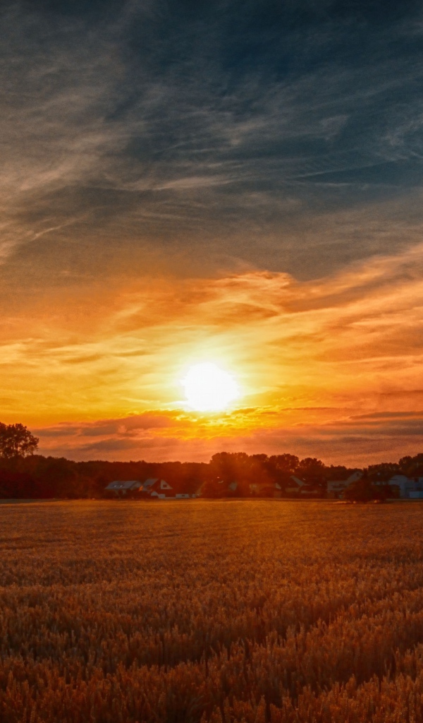 Рассвет над полем с желтой пшеницей