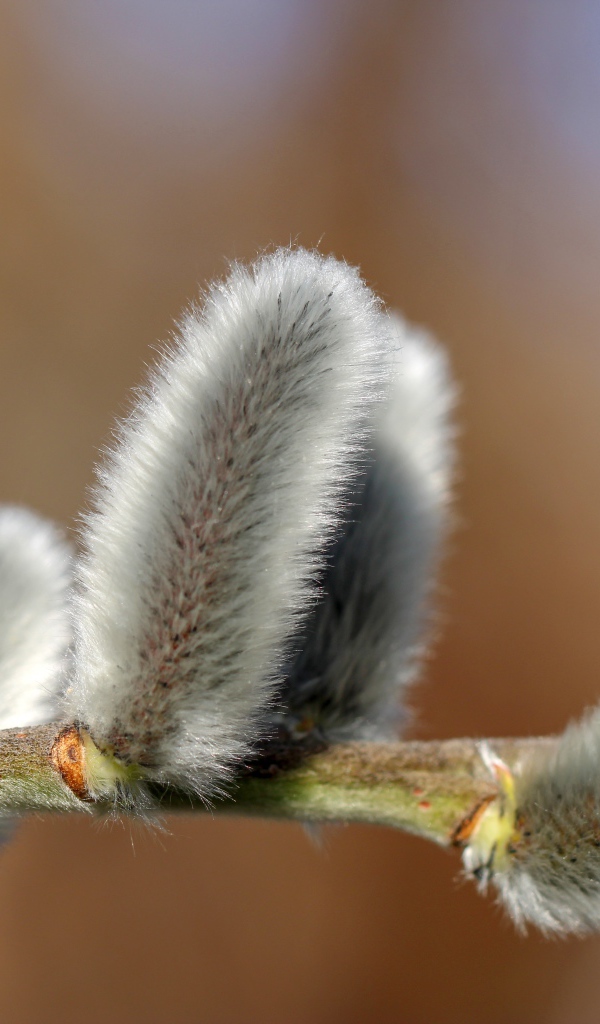 Пушистая ветка вербы