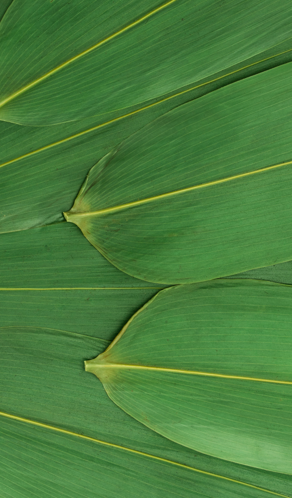 Зеленые кукурузные листья на белом фоне