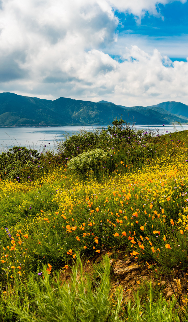 Зеленая трава на берегу озера у гор под голубым небом с облаками 