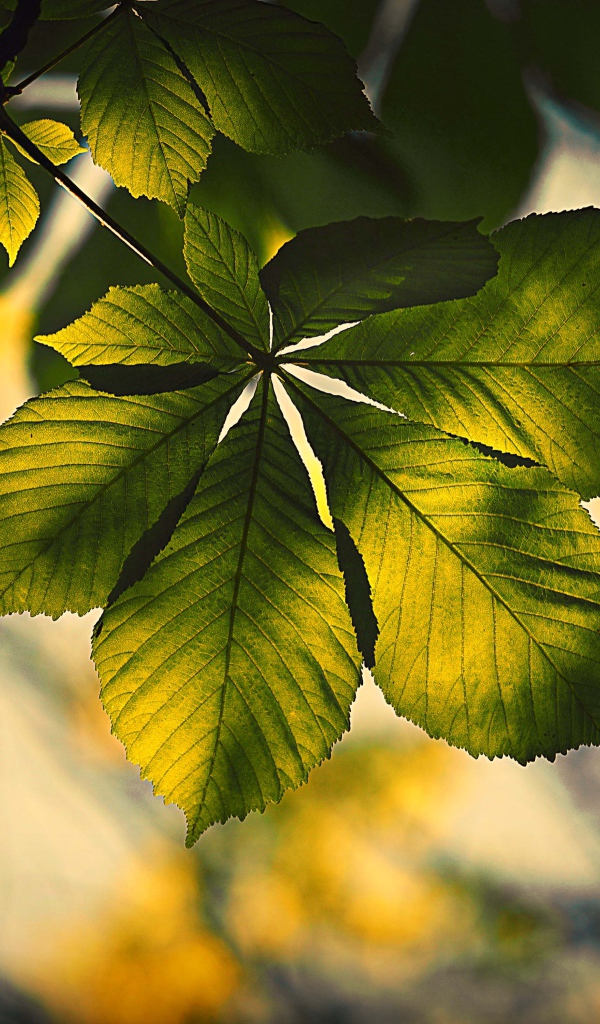 Зеленый лист каштана в лучах солнца