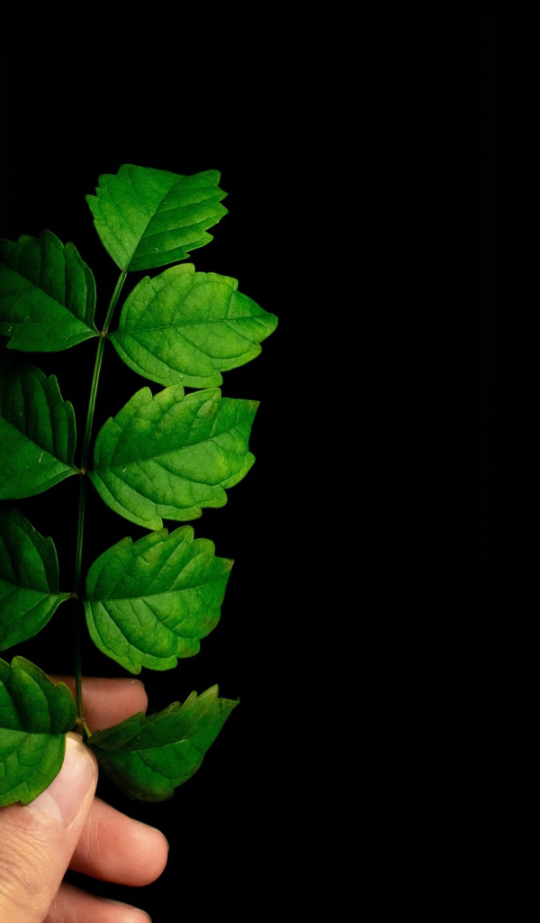Зеленый лист в руке на черном фоне