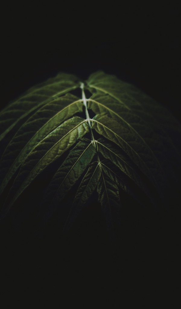 Зеленый лист на черном фоне 