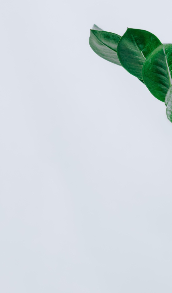 Зеленый лист на сером фоне крупным планом