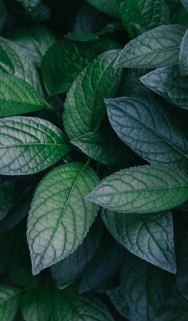 Зеленые листья куста крупным планом