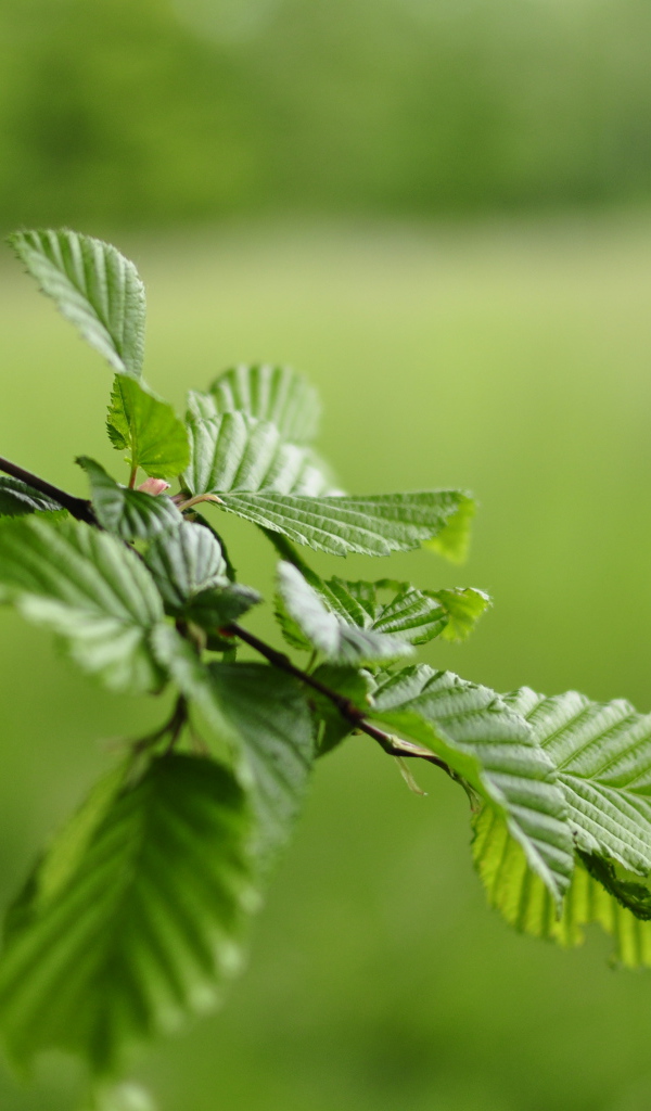 Зеленые листья на ветке дерева 