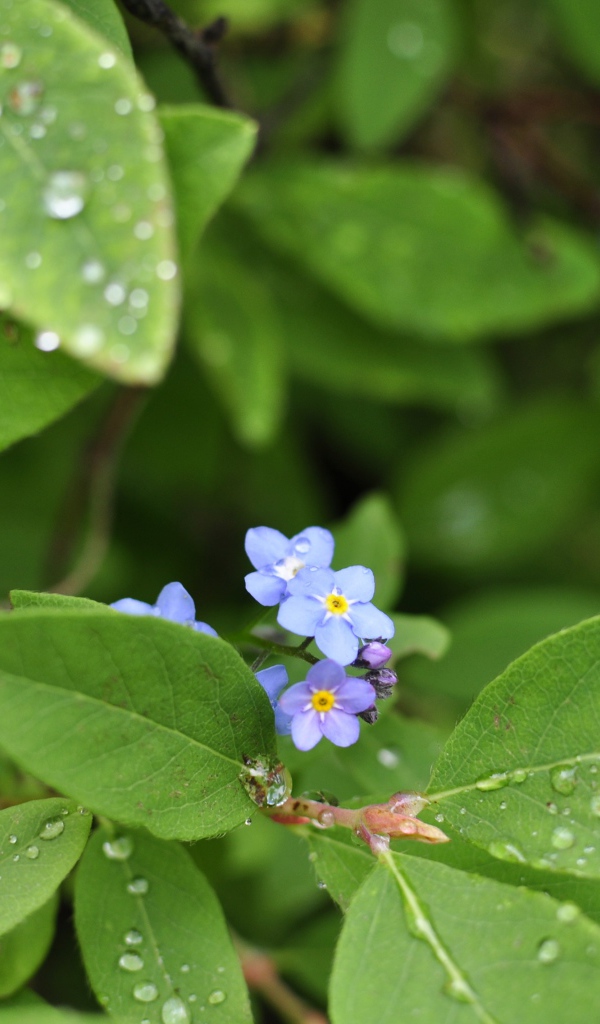 Зеленые листья с маленькими цветами в каплях росы