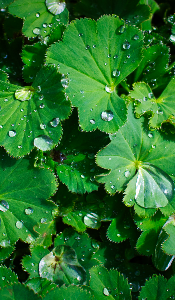 Зеленые листья с каплями воды крупным планом