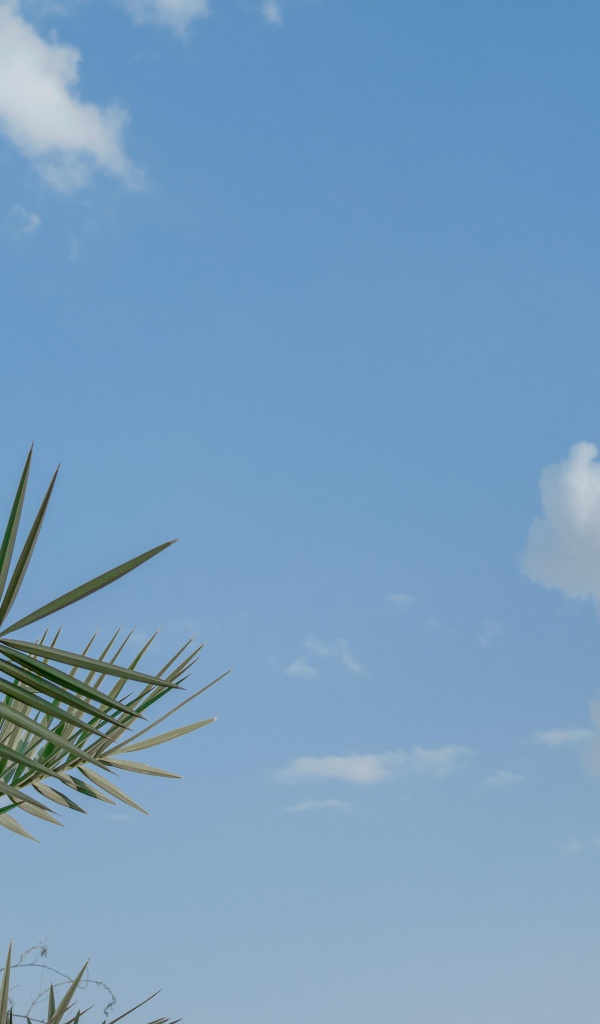 Зеленые пальмовые ветви на фоне голубого неба