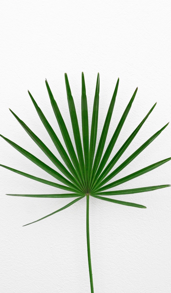 Зеленый пальмовый лист на белом фоне