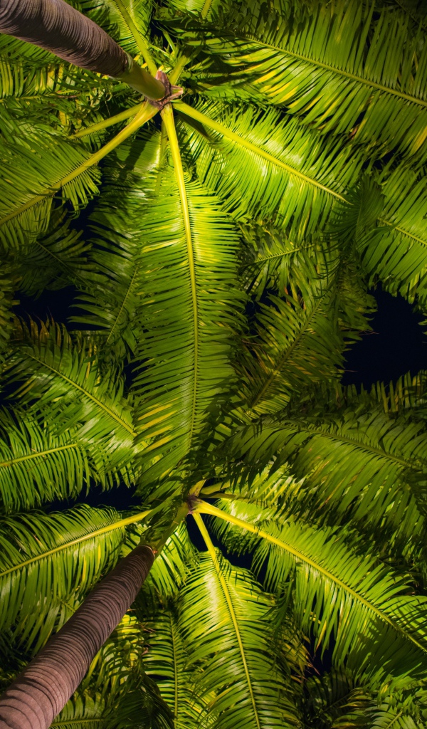 Зеленые пальмовые листья вид снизу