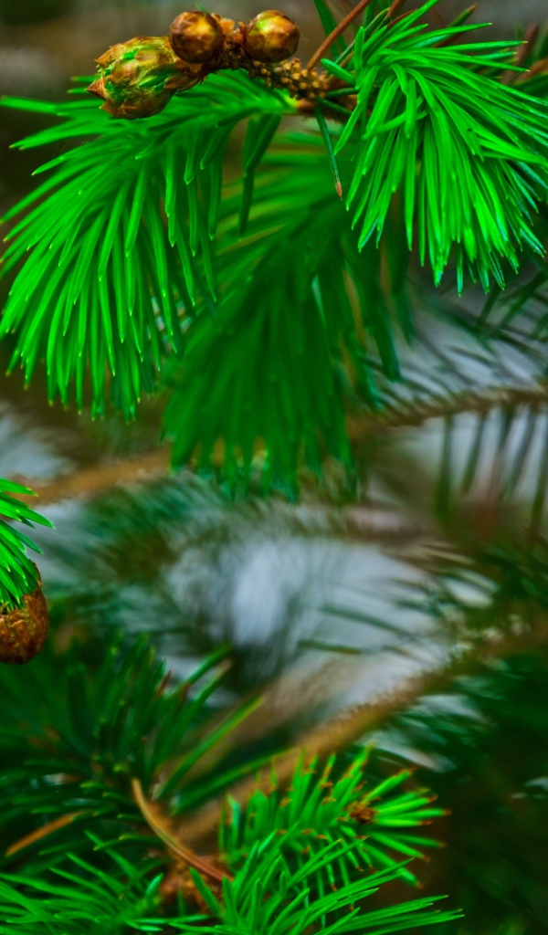 Зеленые сосновые иголки на ветках с шишками