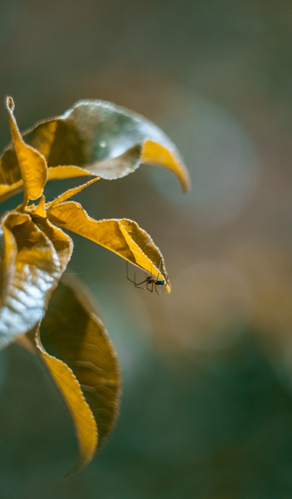 Зеленые сочные листья в лучах солнца 