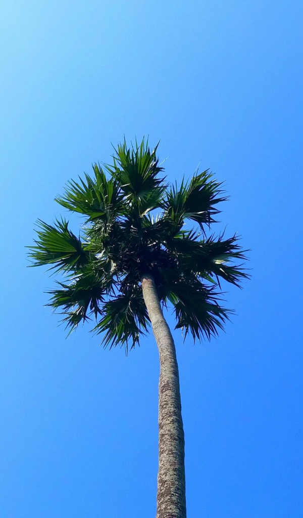 Зеленая верхушка пальмы на фоне голубого неба 